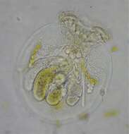 Image of turtle rotifer