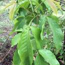 Sivun Vitex limonifolia Wall. ex C. B. Clarke kuva