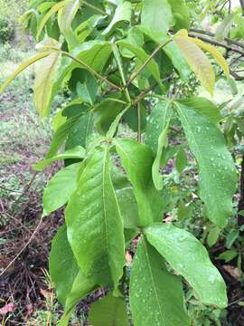 Image of Vitex limonifolia Wall. ex C. B. Clarke