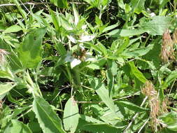 Image of spotted beebalm