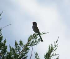 Image of Black-chinned Sparrow