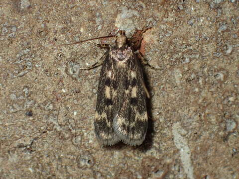 Image of Martyringa latipennis Walsingham 1882