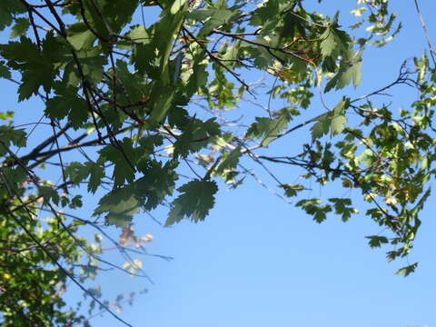 Image of Rocky Mountain maple