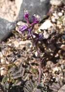 Image of Minthorn's milkvetch