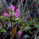 Image of Gomphrena pringlei Coult. & Fisch.