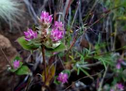 Image of Gomphrena pringlei Coult. & Fisch.