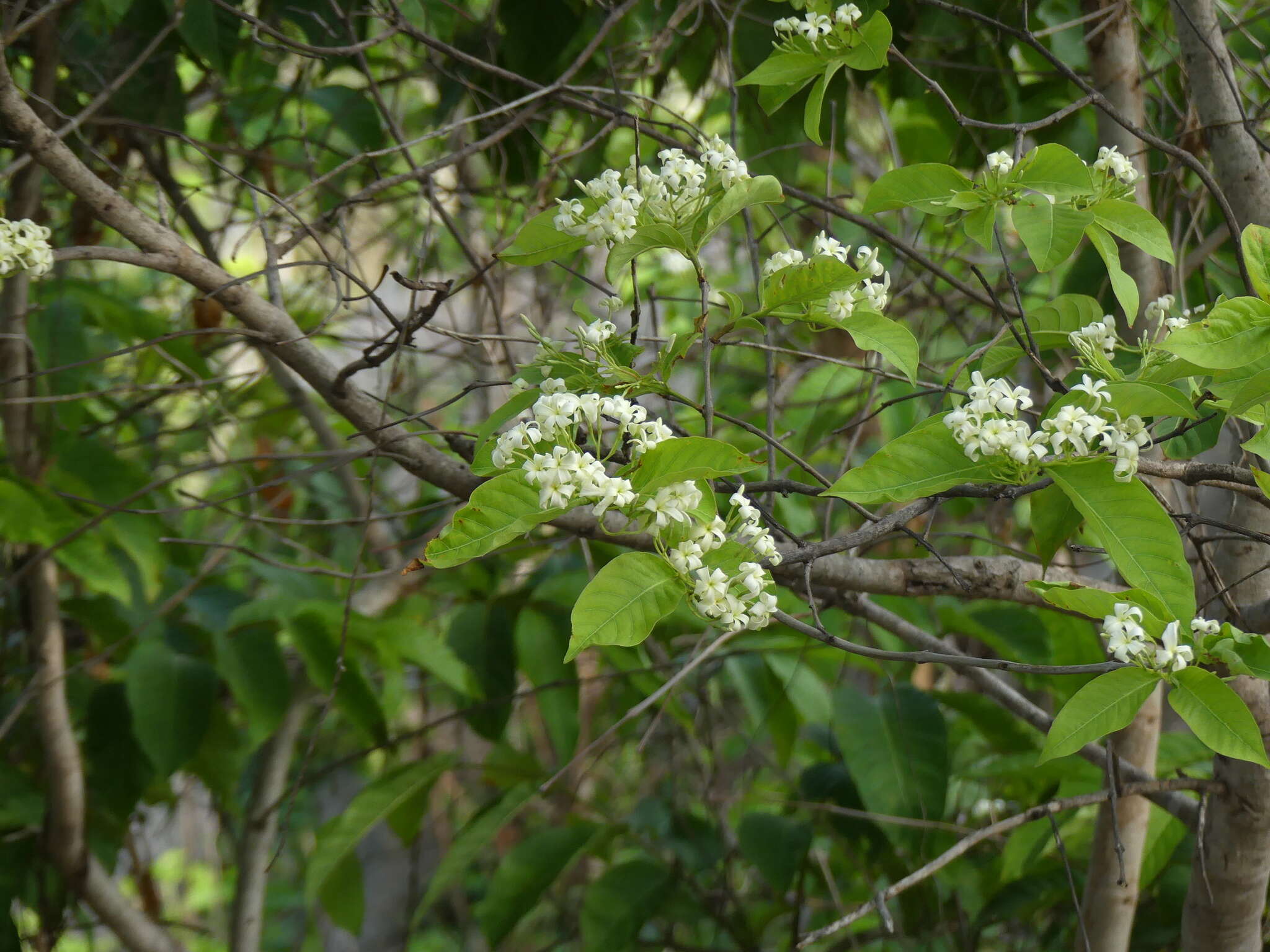 Image of holarrhena