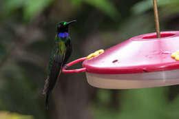 Image of Black-throated Brilliant