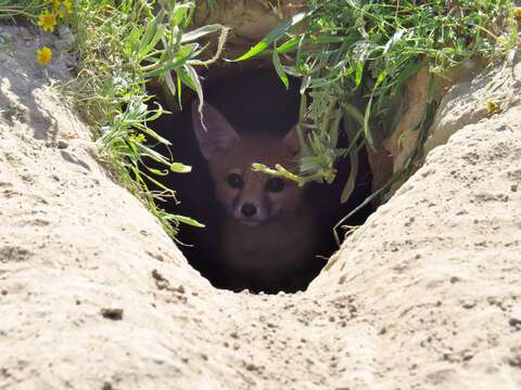 Image of Desert Fox