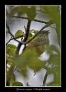 Image of Oaxaca Sparrow