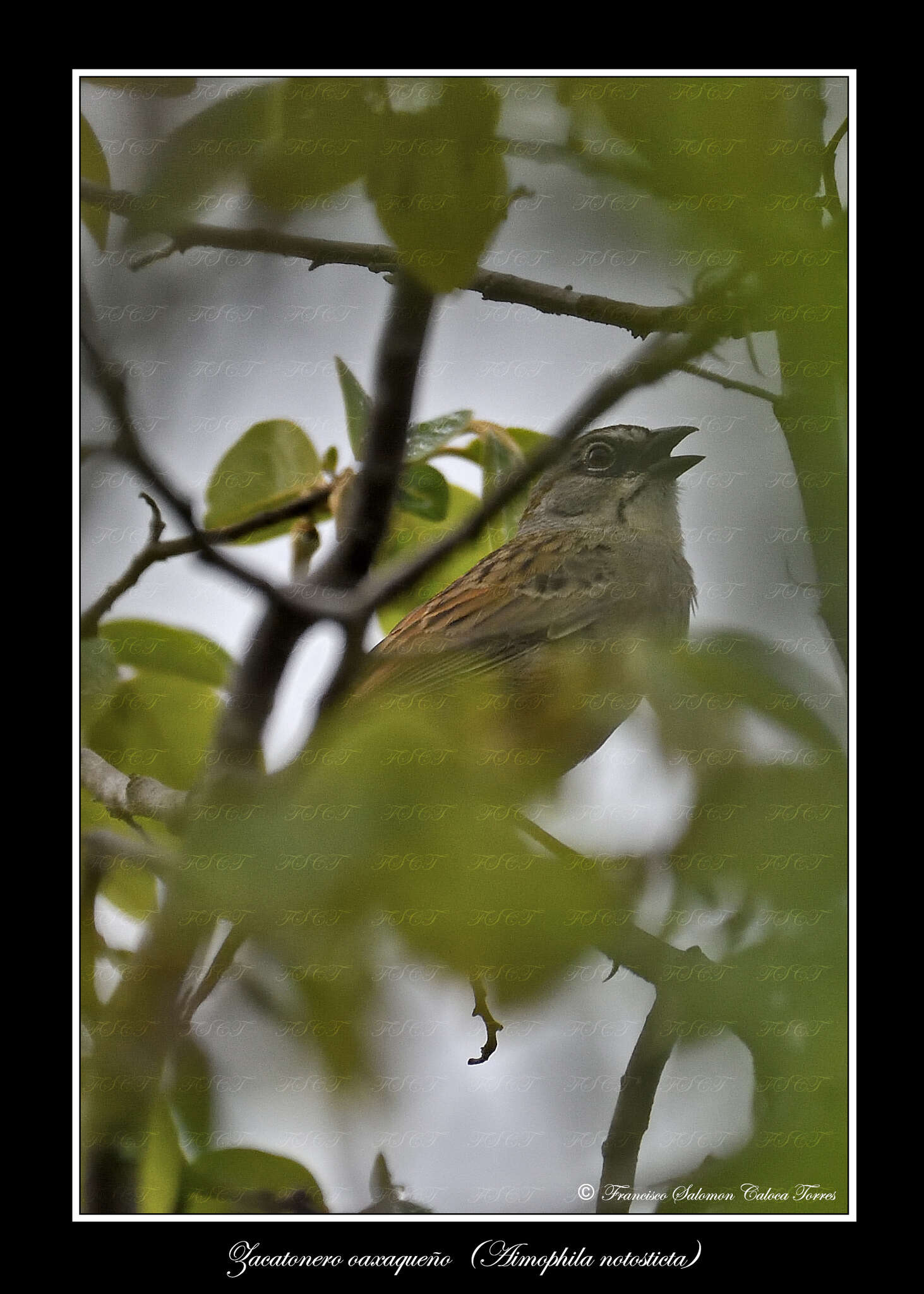 Image of Oaxaca Sparrow