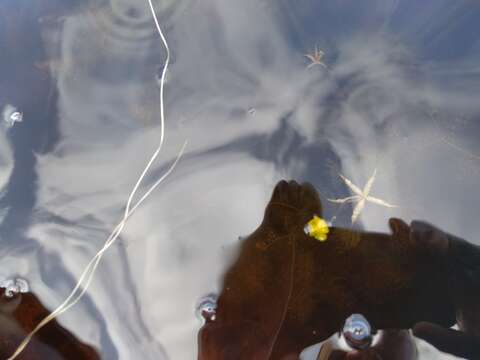 Image of little floating bladderwort