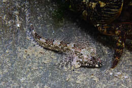 Image of Eastern Jumping Blenny