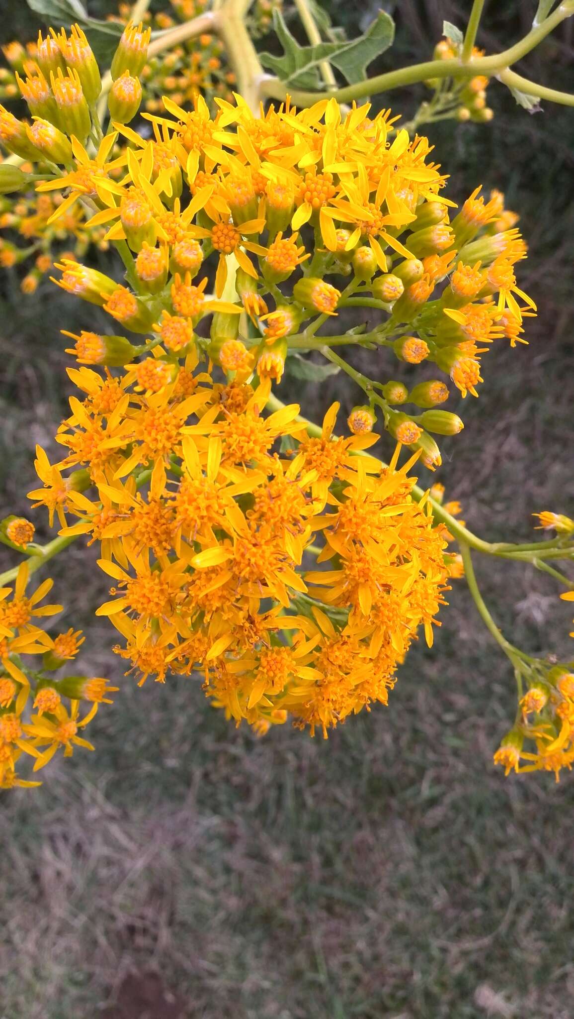 Image of Roldana heracleifolia (Hemsl) H. Rob. & Brettell