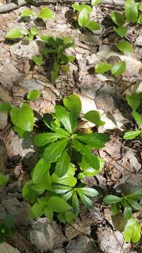 Image de Chimaphila umbellata subsp. umbellata