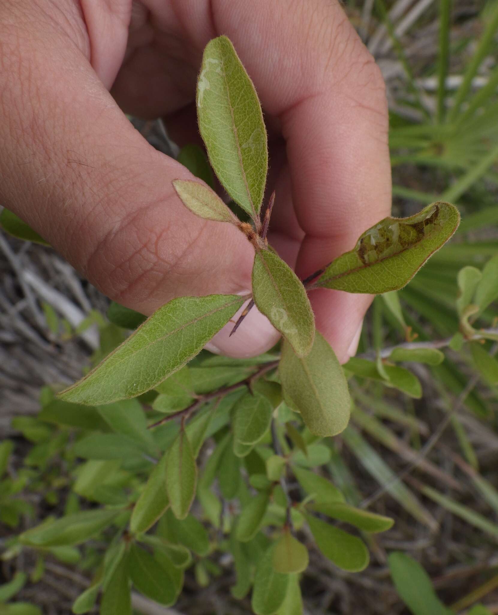 Image de Sideroxylon reclinatum subsp. austrofloridense (Whetstone) Kartesz & Gandhi