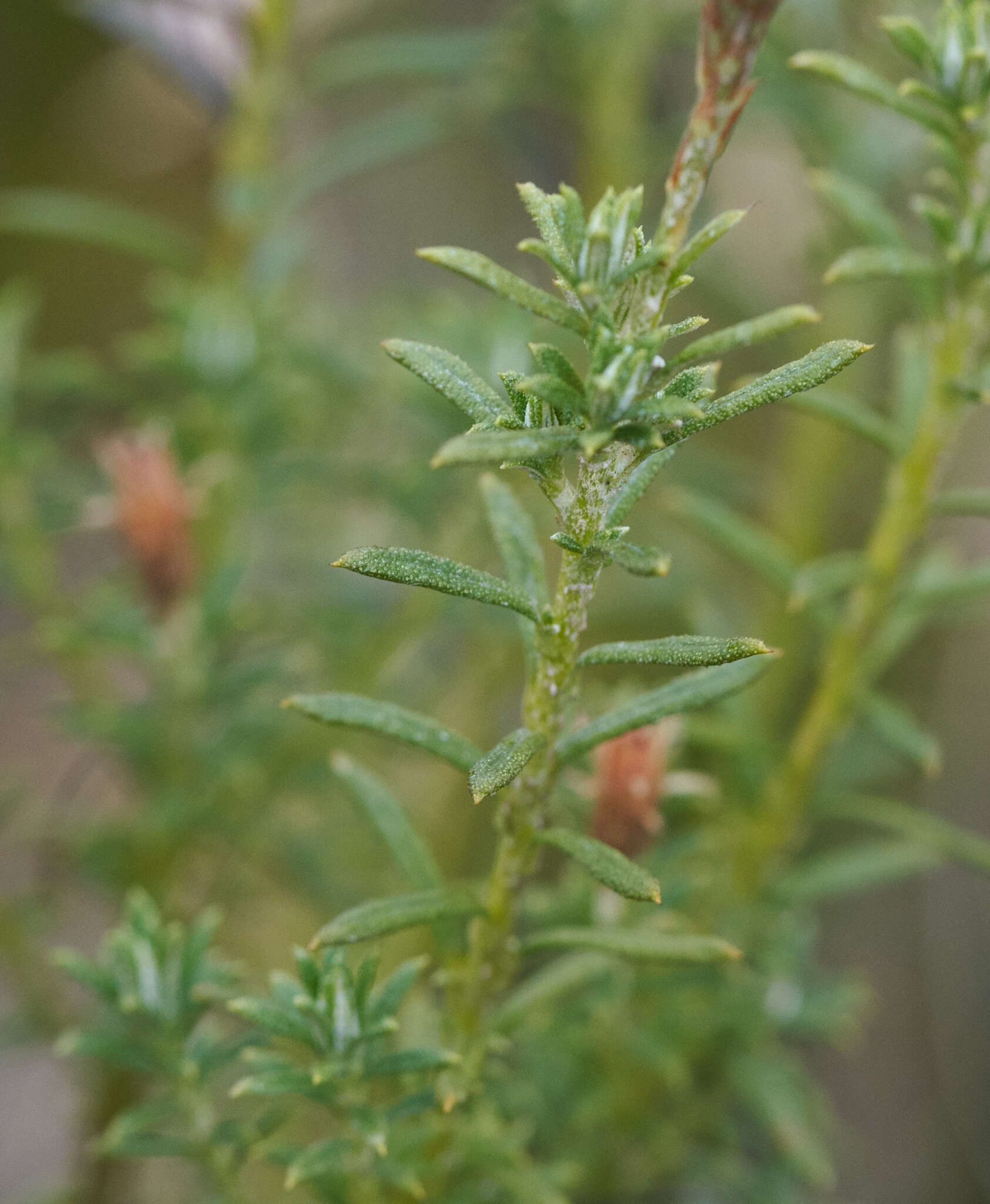 Image de Diplostephium glandulosum Hieron.