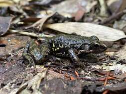 Image of Fort Madagascar Frog