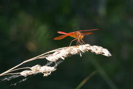 Sympetrum croceolum (Selys 1883) resmi