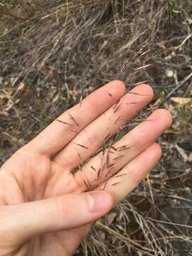 Слика од Capillipedium spicigerum S. T. Blake