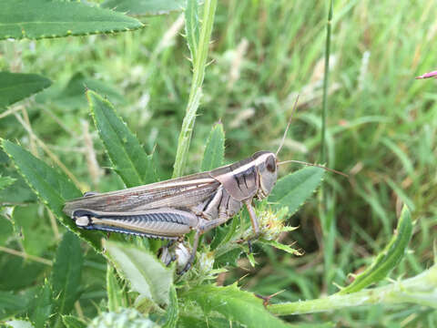 Melanoplus bivittatus (Say 1825)的圖片