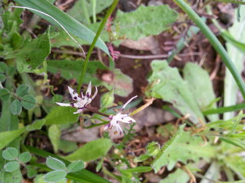 Image of Wurmbea dioica subsp. brevifolia R. J. Bates