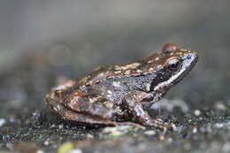 Image of Iberian Frog