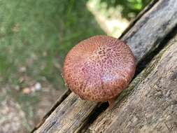 Image of Gymnopilus dilepis (Berk. & Broome) Singer 1951