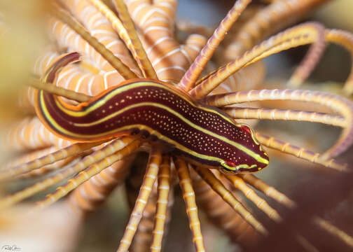 Image of Discotrema lineatus