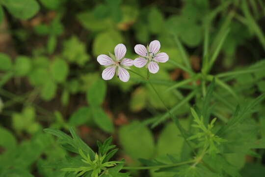 Image of Geranium krameri Franch. & Sav.