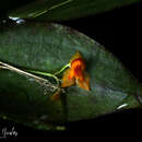 Image of Lepanthes casasae Pupulin