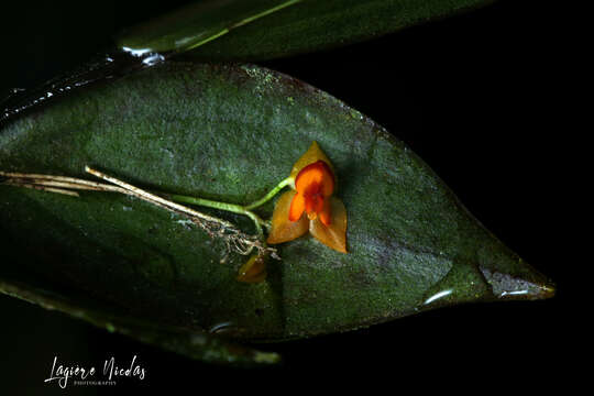 Image of Lepanthes casasae Pupulin