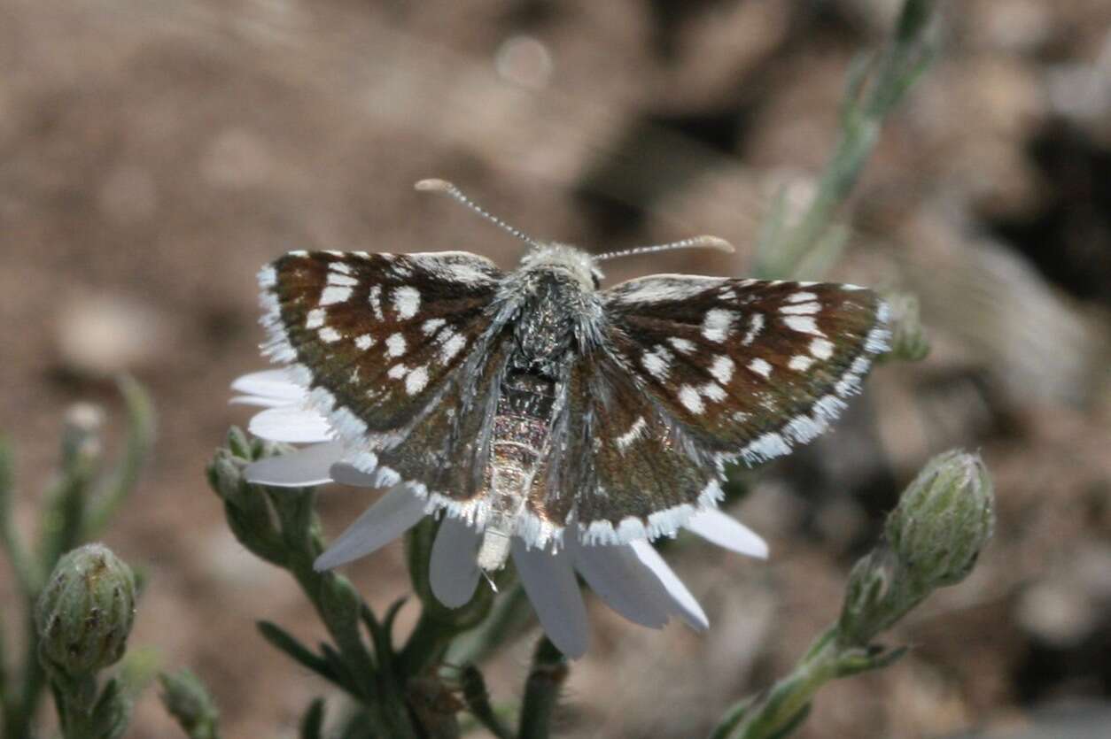 Image of Small Checkered Skipper