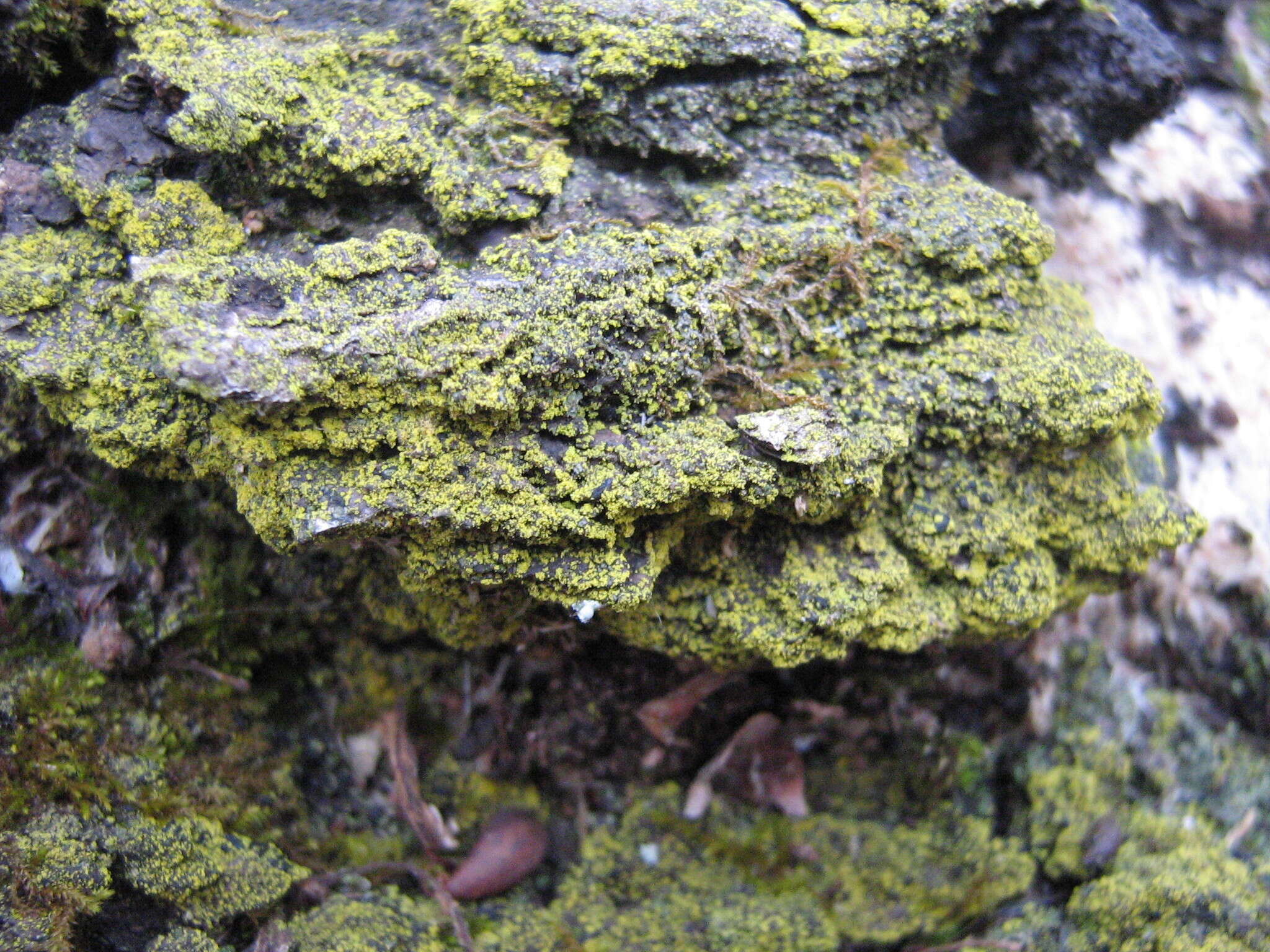 Image of eggyolk lichen