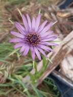 Image de Tragopogon porrifolius subsp. eriospermus (Ten.) Greuter