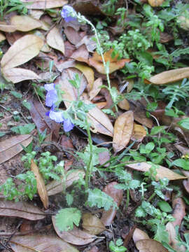 Phacelia austrotexana (J. A. Moyer) B. L. Turner的圖片