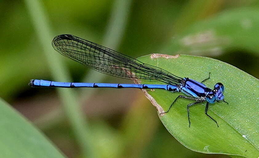 Image of Argia medullaris Hagen ex Selys 1865