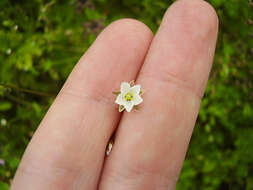 Spergula arvensis L. resmi