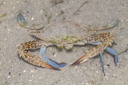 Image of Pacific blue swimming crab