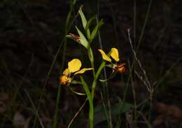 Image of Diuris brumalis D. L. Jones