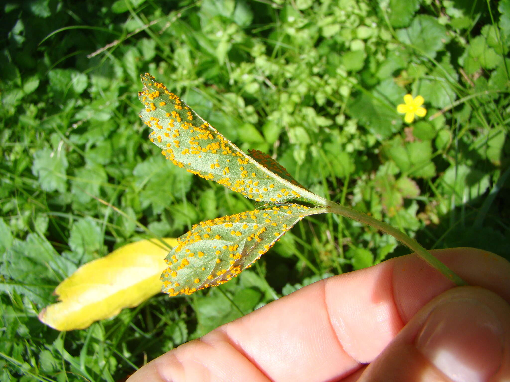 Image of Phragmidium mexicanum (Mains) H. Y. Yun, Minnis & Aime 2011