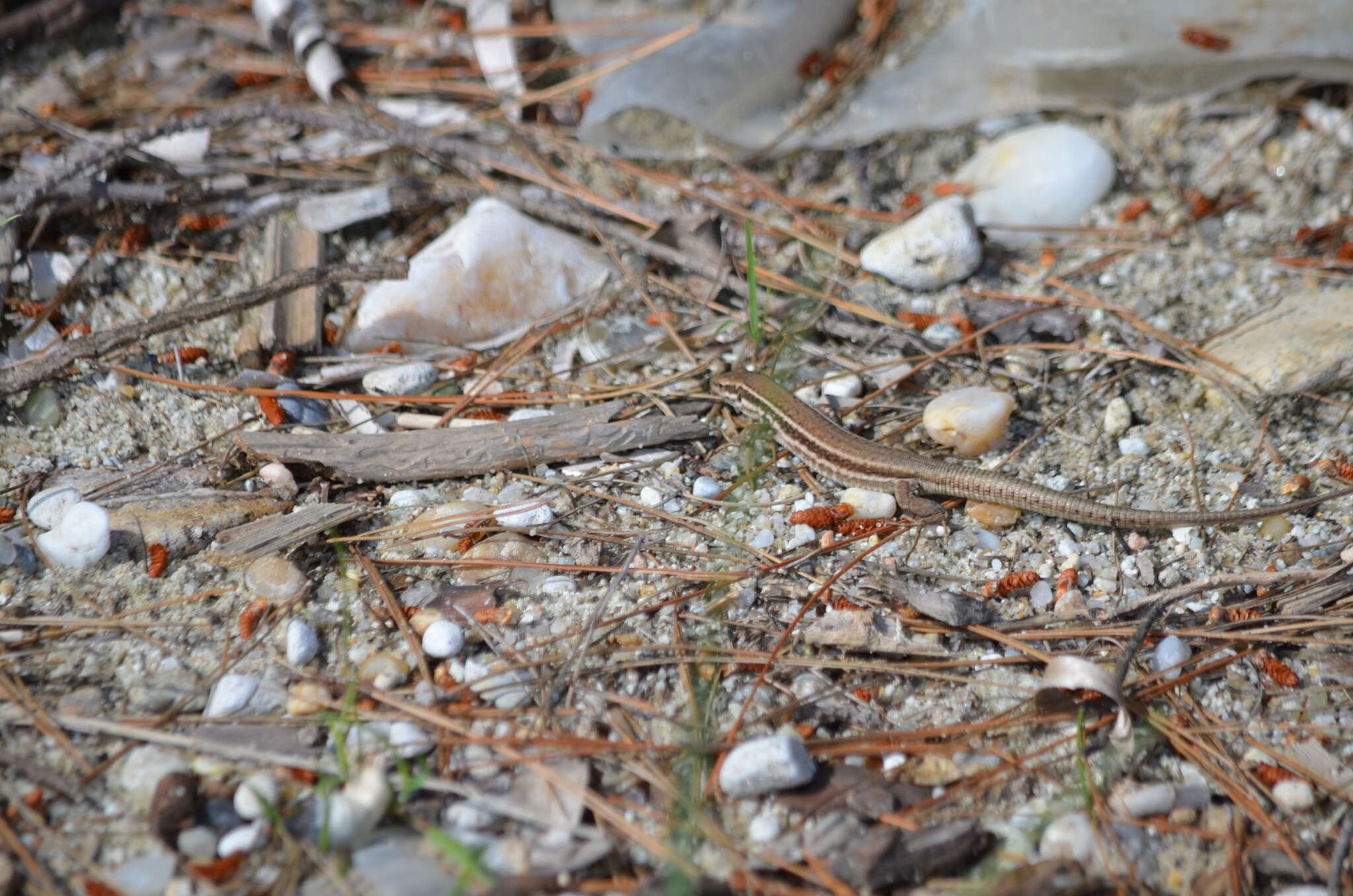 Image of Erhard's Wall Lizard