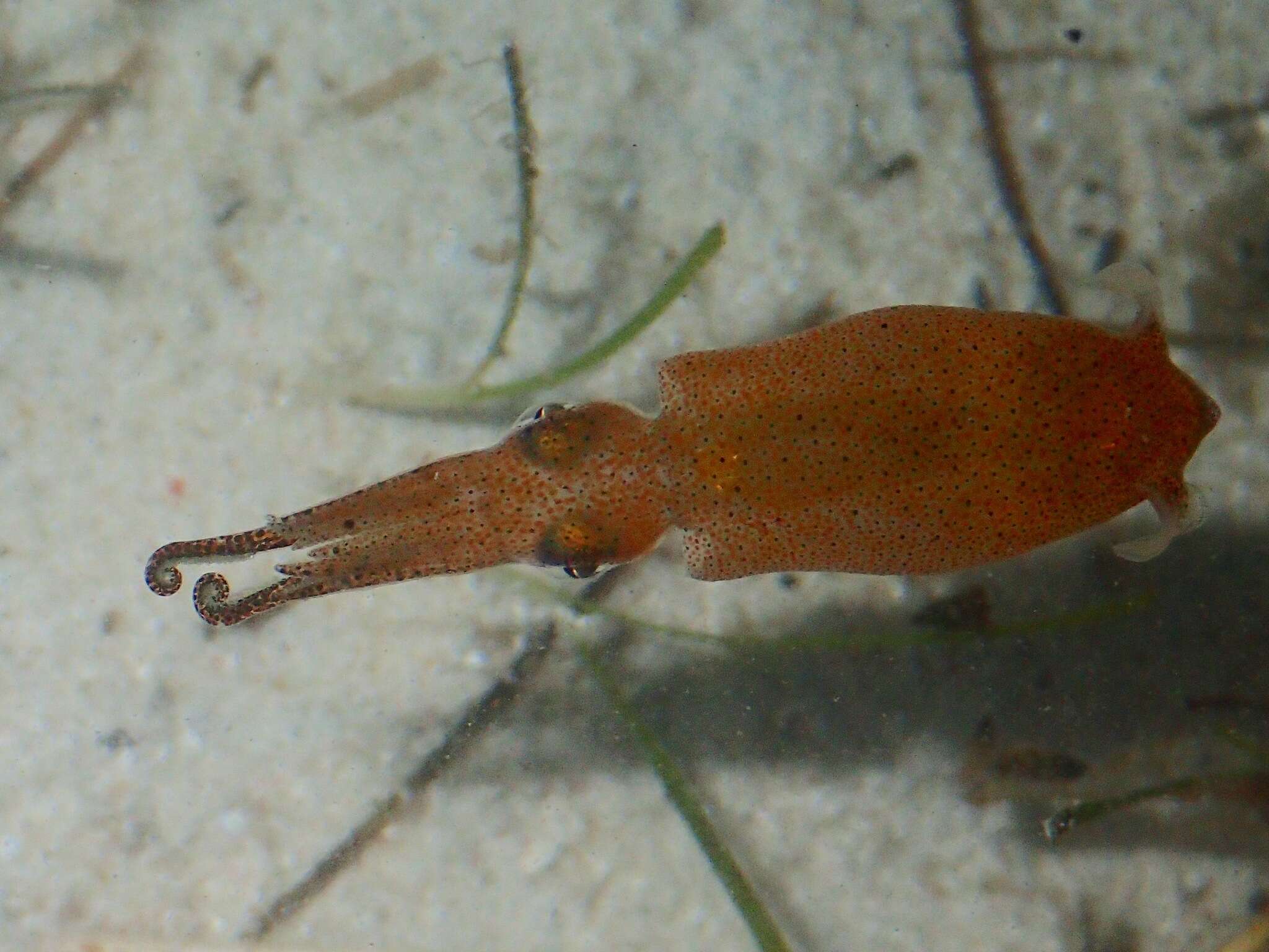 Image of Two-toned Pygmy Squid