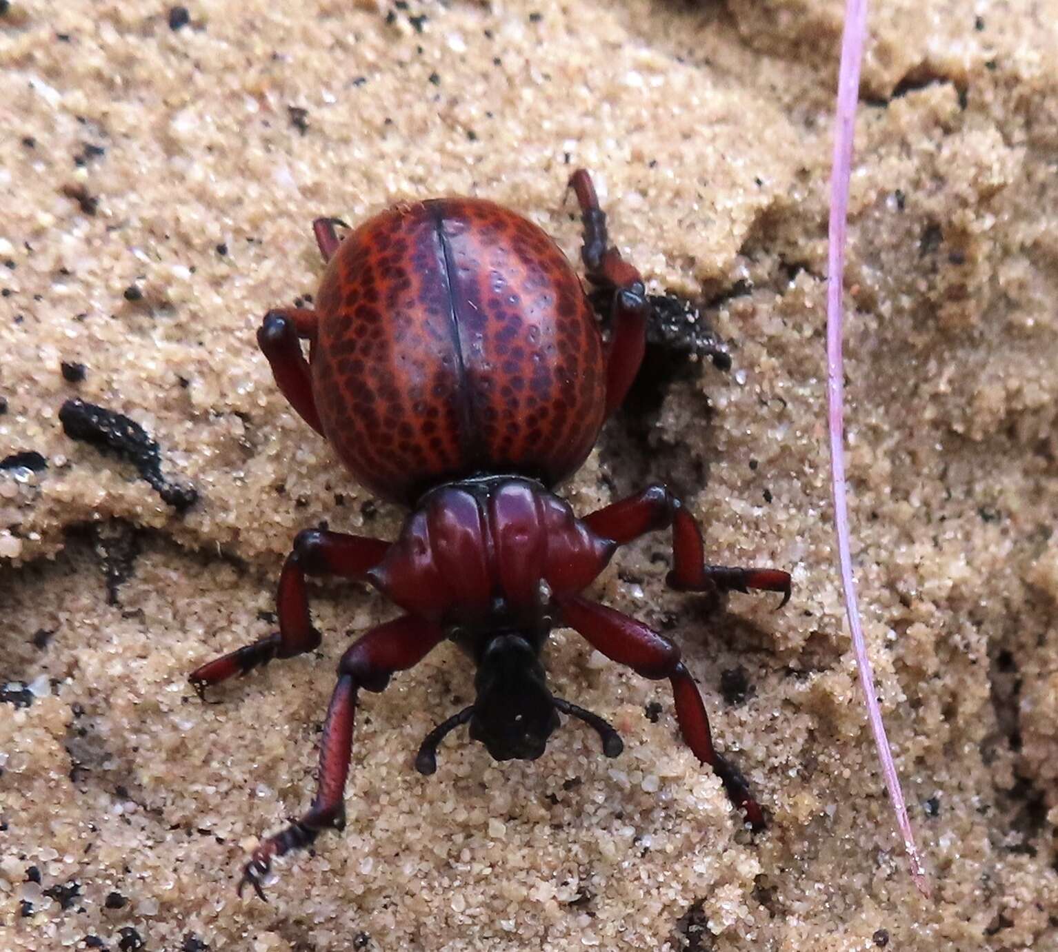 Image of Brachycerus obesus (Fabricius & J. C. 1775)