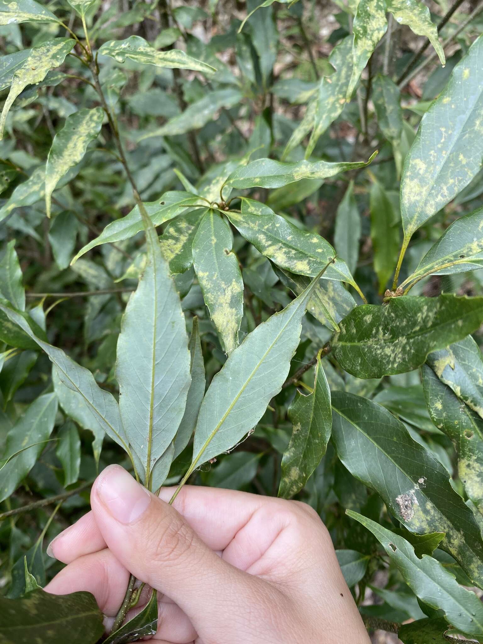 Image of Quercus longinux Hayata