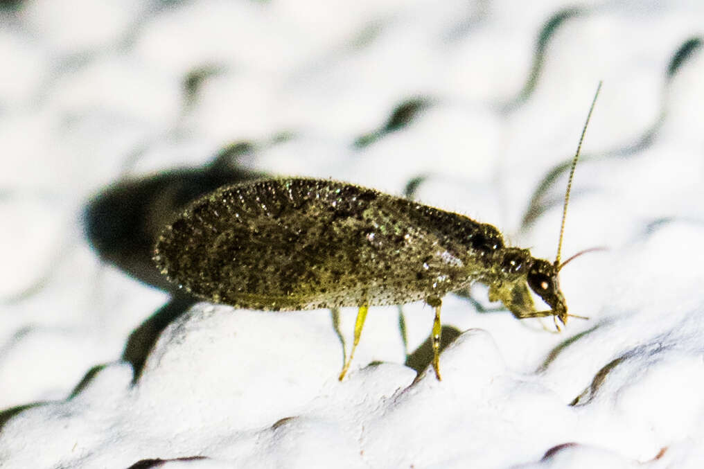 Image of Barber's brown lacewing