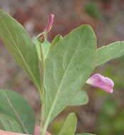 Sivun Hybanthus capensis (Thunb.) Engl. kuva