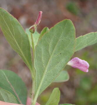 Sivun Hybanthus capensis (Thunb.) Engl. kuva