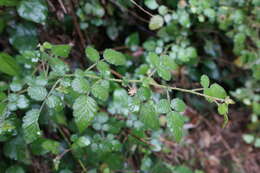 Image of West Indian raspberry