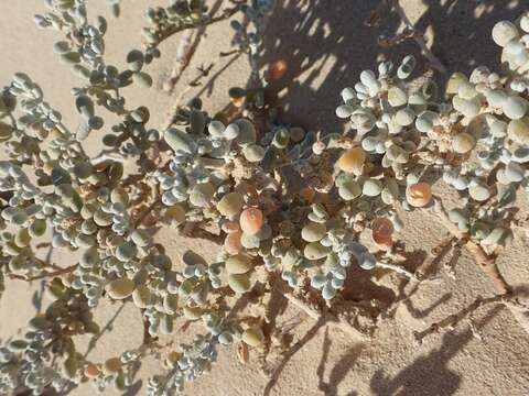 Image of Tetraena alba (L. fil.) Beier & Thulin